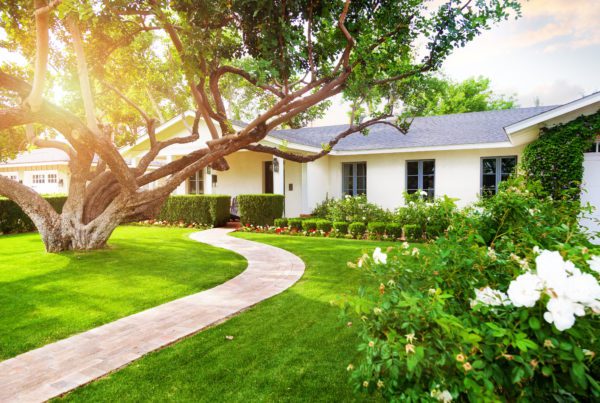 Beautiful white color single family home with big green grass yard, large tree and roses
