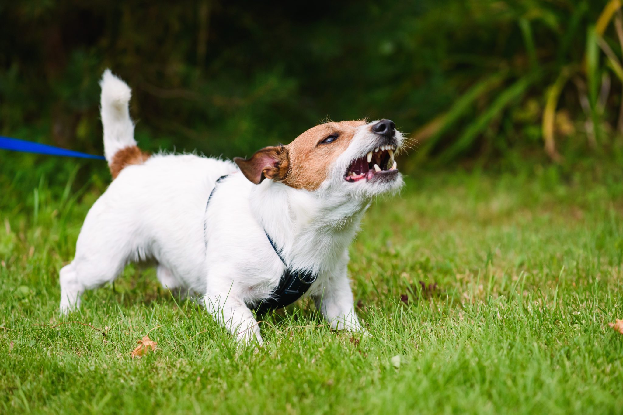 quick-tip-does-your-homeowners-insurance-cover-dog-bites-mackoul