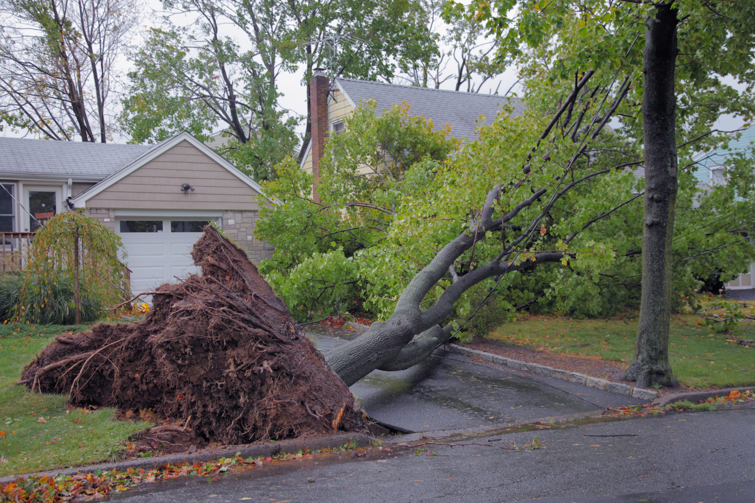 Neighbour's Tree Touching My Roof — Who's Responsible? : r/treelaw