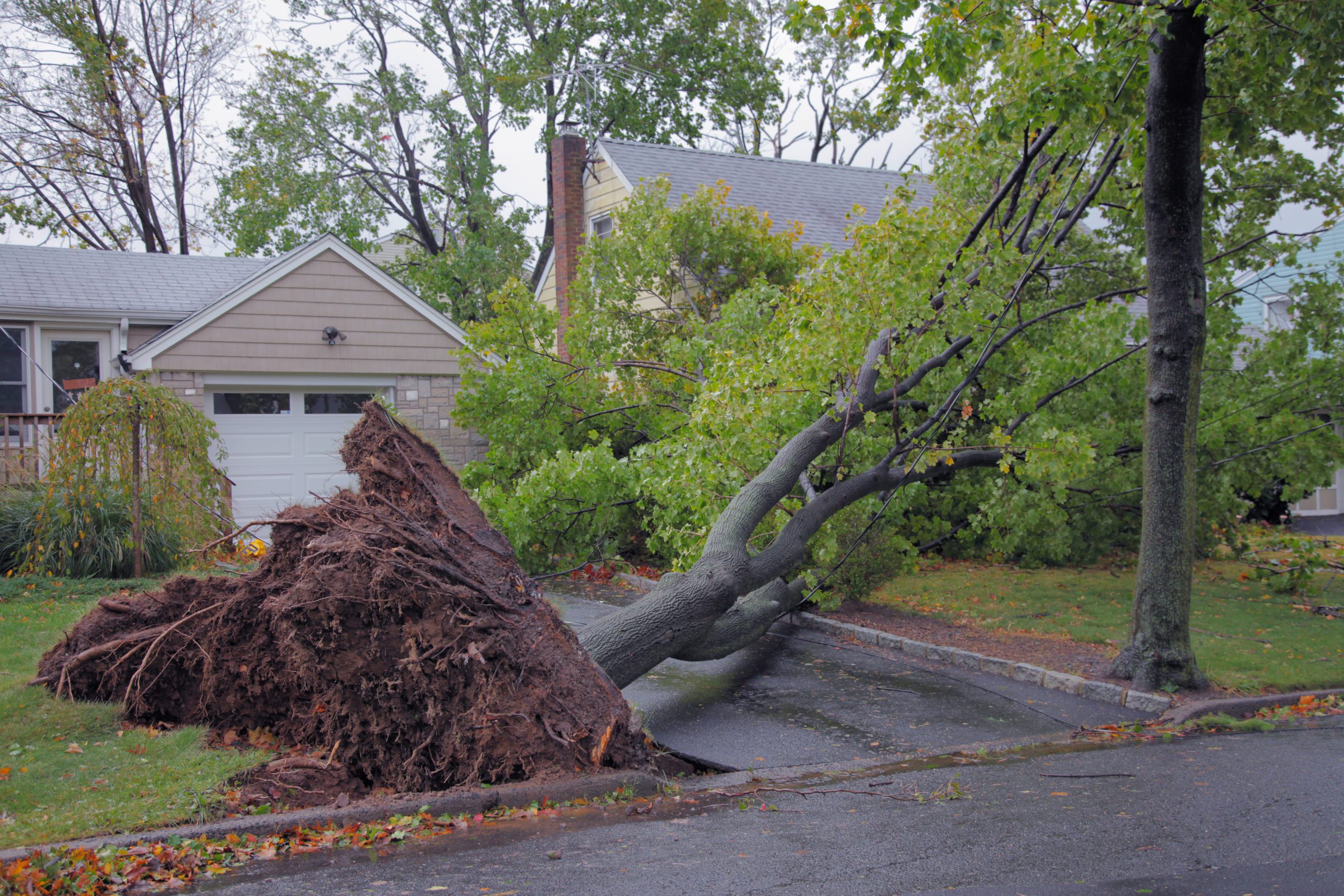 Your Neighbors Tree Fell On Your Property Now What Mackoul Risk